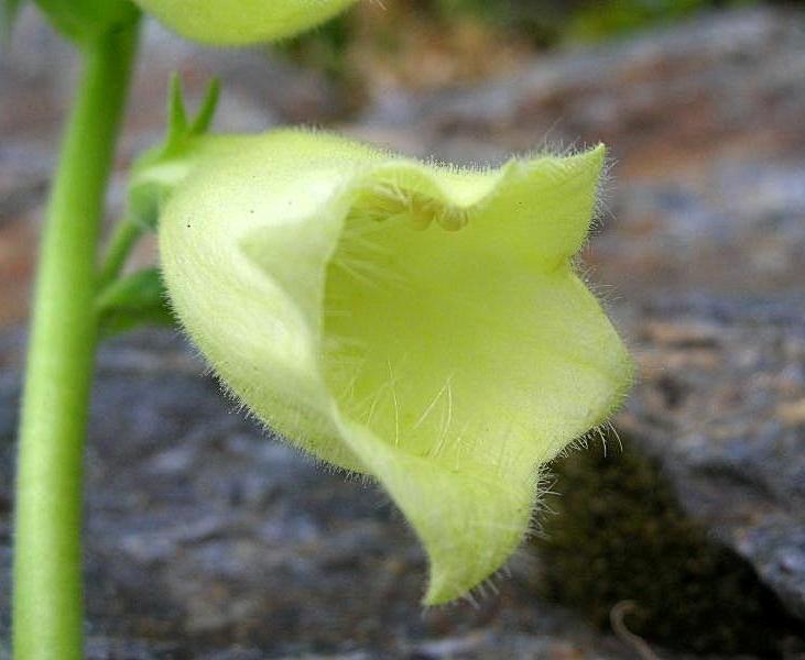 Digitalis grandiflora / Digitale gialla grande